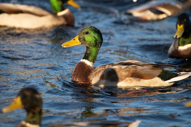 Similar image 21987337