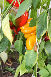 Similar image 21987947