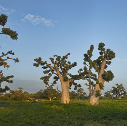 Similar image 21980403