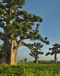 Similar image 21980417