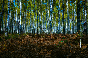 Similar image 21977208