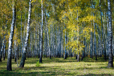 Similar image 21977209