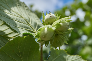 Similar image 21977268