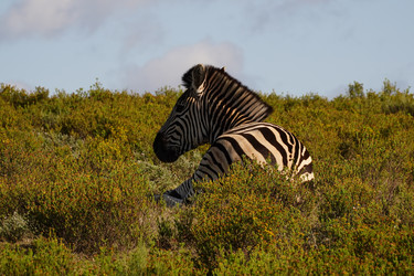 Similar image 21977109