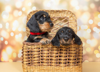 Similar image 21977879