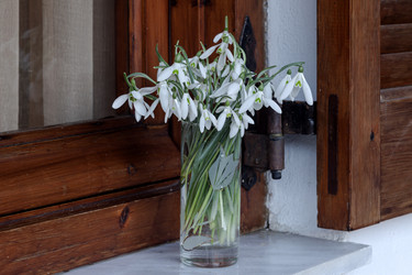 Красивый, редкий снежинник (Galanthus nivalis) в крупном плане - Slavina