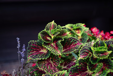 Similar image 21979205