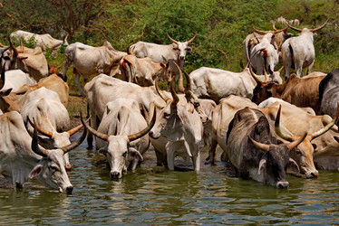 Similar image 21988409