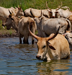 Similar image 21988410