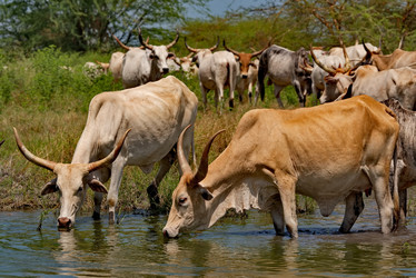 Similar image 21988419