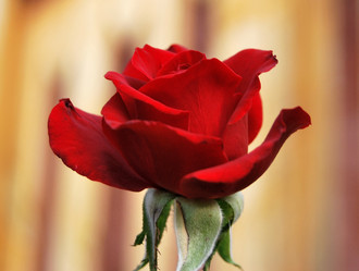 Similar image 21980058