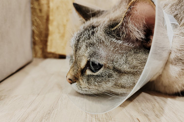 Similar image 21979912