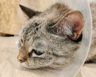 Similar image 21979913