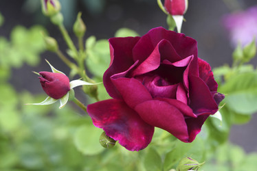 Similar image 21986187