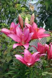 Similar image 21986035