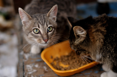 Similar image 21987987