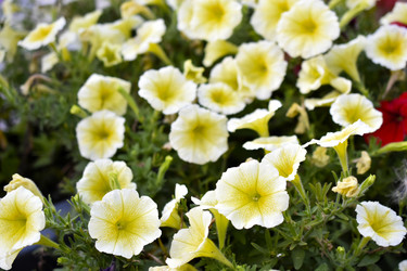 Similar image 21988090