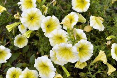 Similar image 21988100