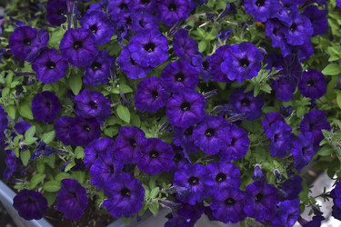 Similar image 21988102