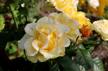 Similar image 21989979