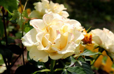 Similar image 21989990