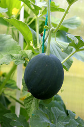 Similar image 21988446