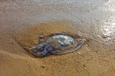 Similar image 21990833