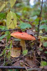 Similar image 21990875