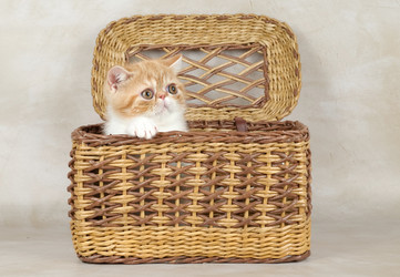 Similar image 21988889