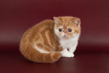 Similar image 21988890