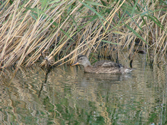 Similar image 21990253