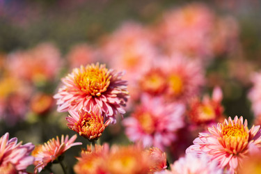 Similar image 21990300