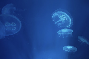 Similar image 21990336