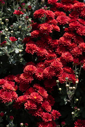 Similar image 21990340