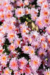 Similar image 21990341