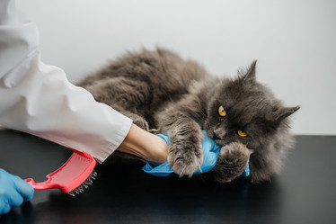 Similar image 21989785