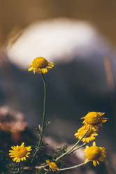 Similar image 21990545