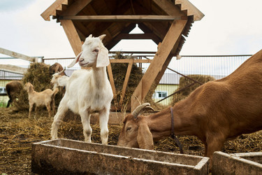 Similar image 21983754