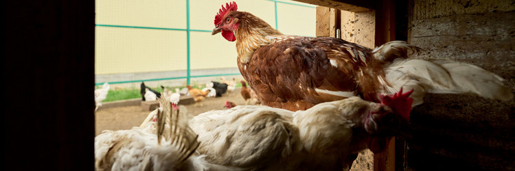 Similar image 21983805