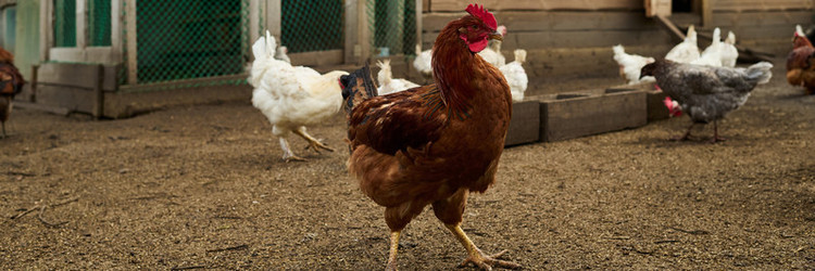 Similar image 21983821