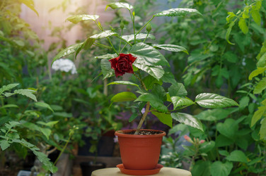 Similar image 22005937