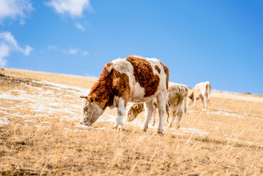 Similar image 21993280