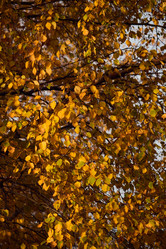 Similar image 21997901