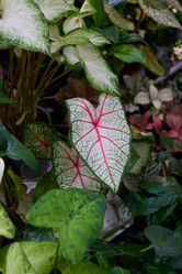 Similar image 21994449