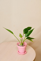 Similar image 21994190