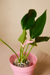 Similar image 21997967