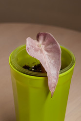 Similar image 21998867