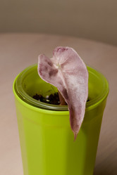 Similar image 21998912