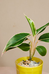 Similar image 21998916