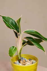 Similar image 21999018